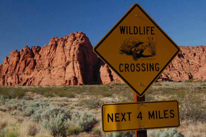 Desert Tortoise warning sign